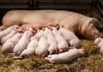 Veterinary Animal Care image